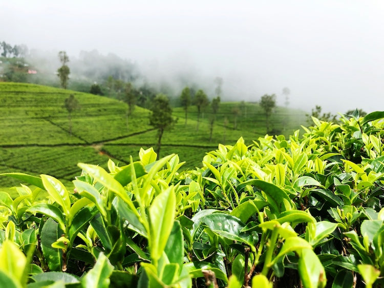 Can Green Tea Extract Help Your Skin?