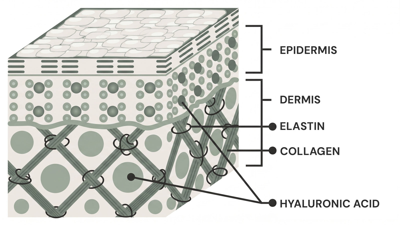 Nobody in the skincare industry wants to explain why your routine stopped working.