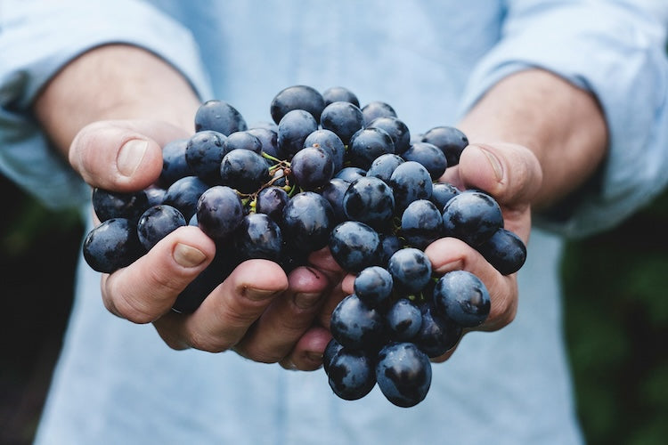 grapes containing resveratrol for skin health