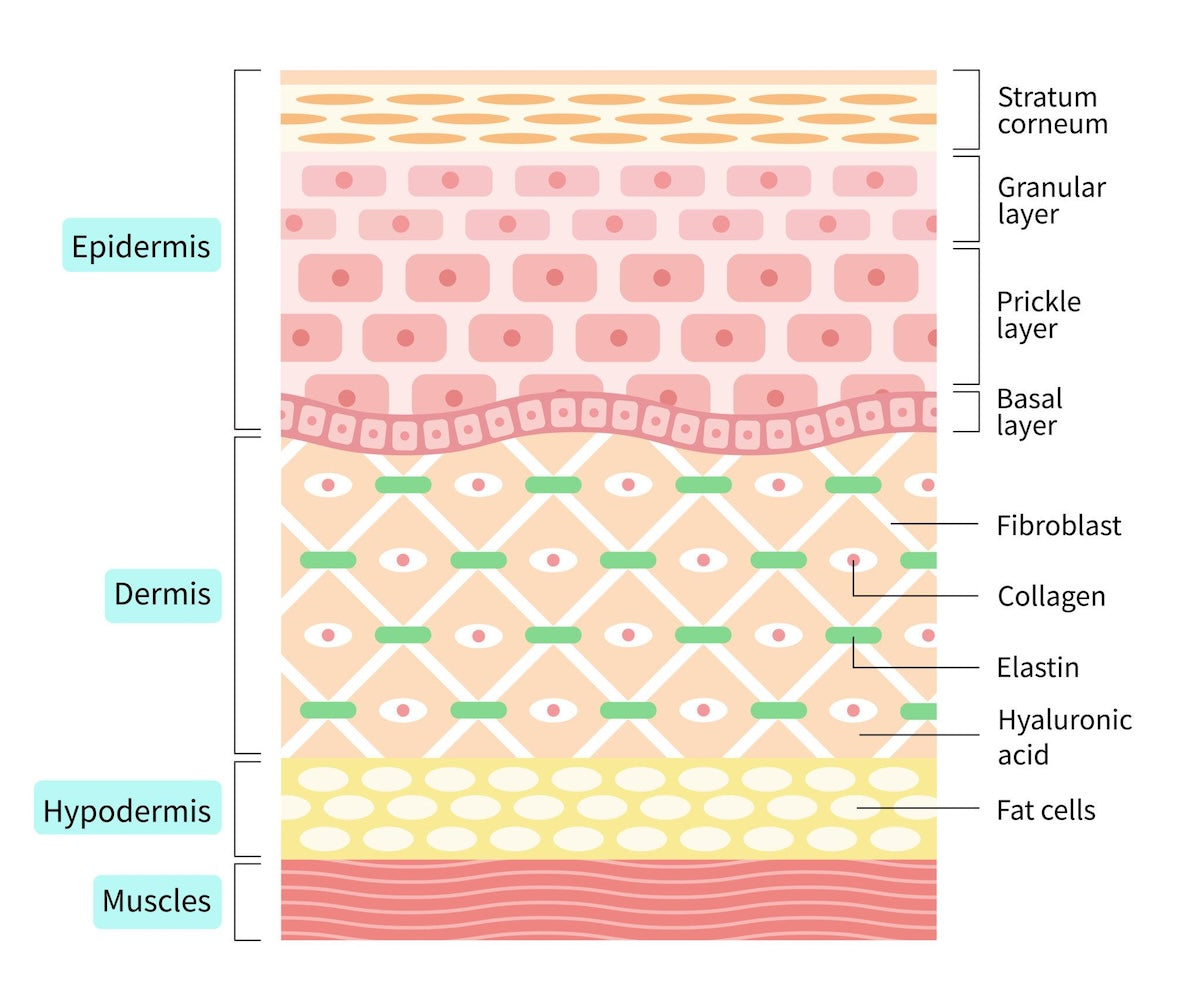 Layered diagram of skin structure with labeled components