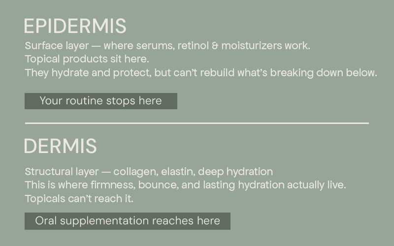 Cross-section diagram comparing the epidermis and the dermis